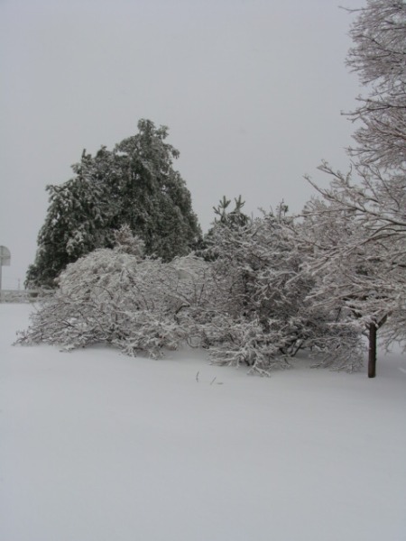 2009 Snow